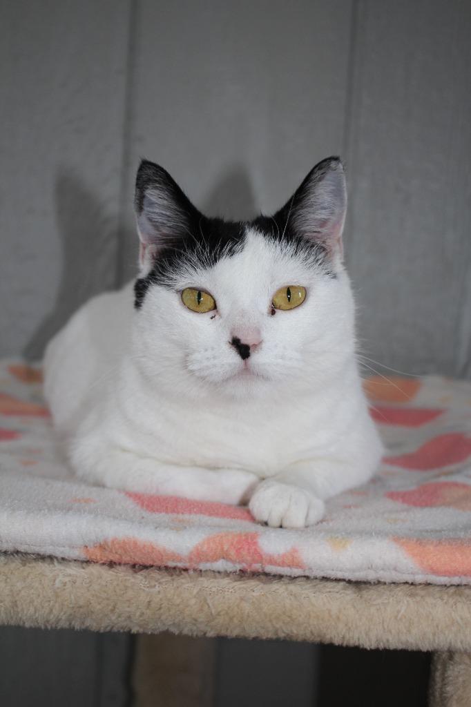 Lexi, Adoptable, Young Female Domestic Short Hair.