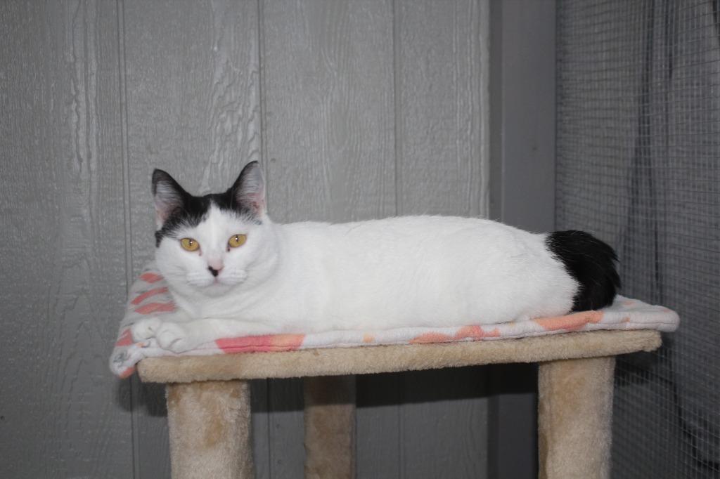 Enlarge Lexi, a Adoptable mixed breed in Murphysboro, IL image 2/6