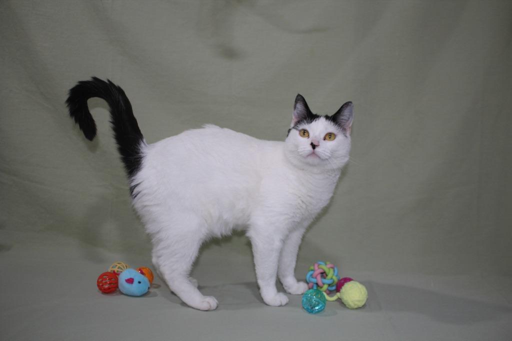 Enlarge Lexi, a Adoptable mixed breed in Murphysboro, IL image 3/6