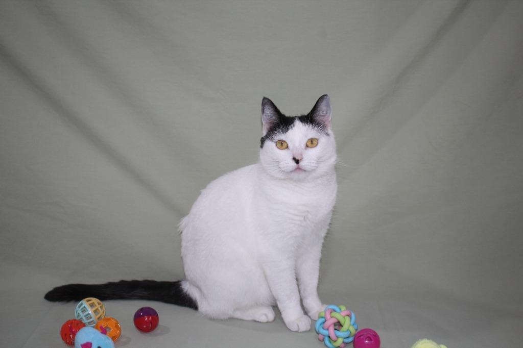 Enlarge Lexi, a Adoptable mixed breed in Murphysboro, IL image 4/6