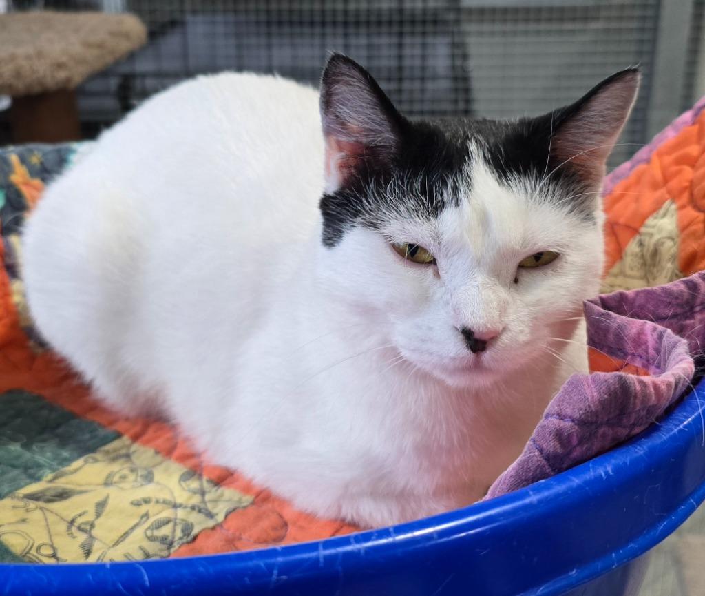 Enlarge Lexi, a Adoptable mixed breed in Murphysboro, IL image 5/6