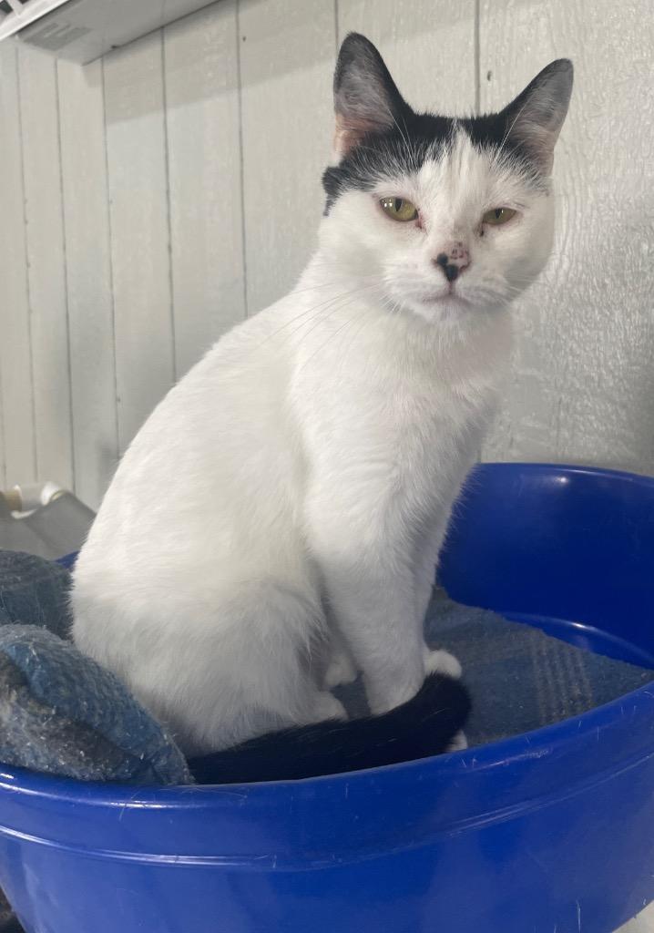 Enlarge Lexi, a Adoptable mixed breed in Murphysboro, IL image 6/6