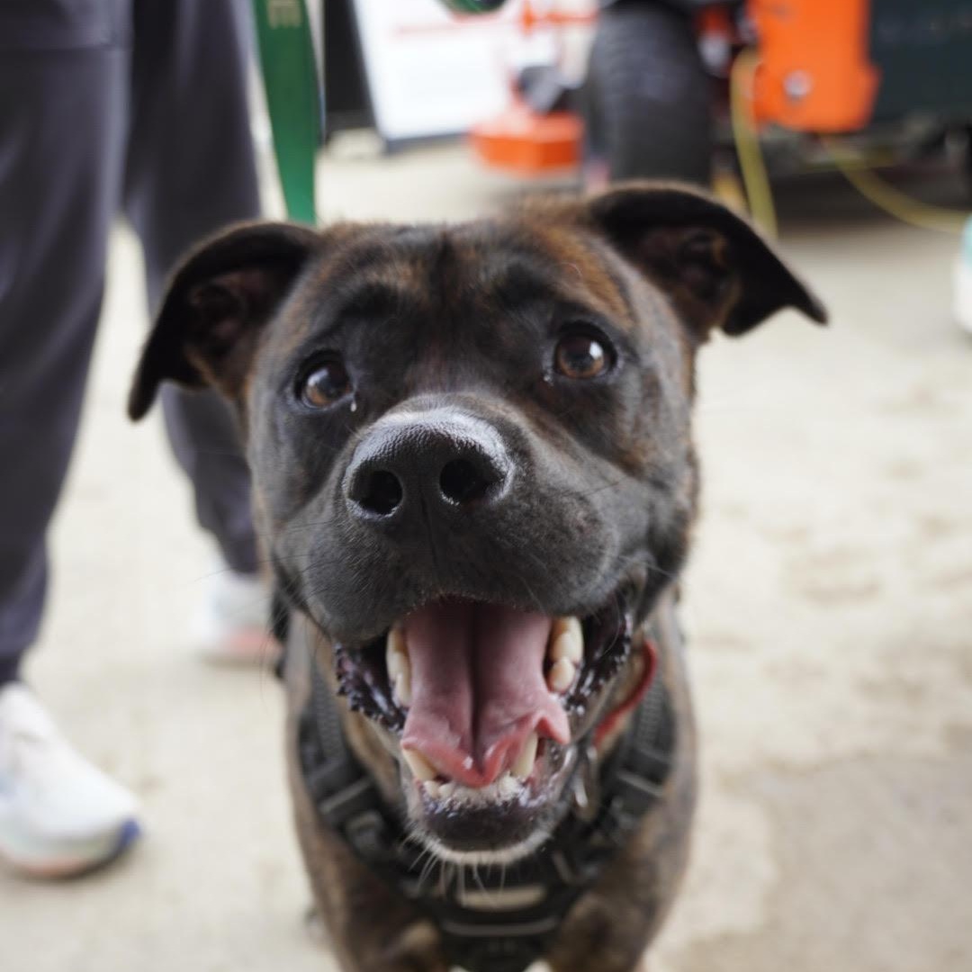 Comet, ADOPTABLE, Young Male Hound.