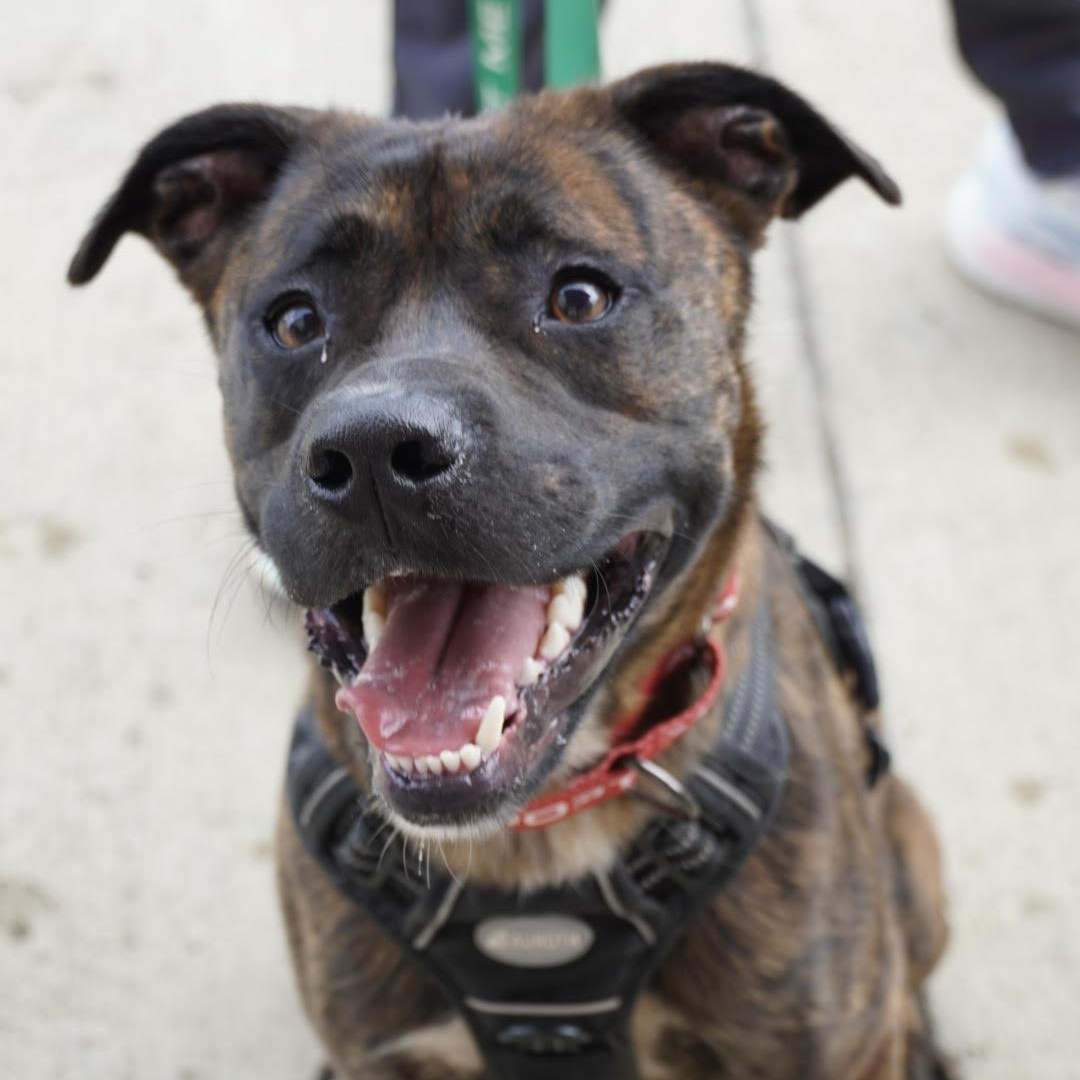 Enlarge Comet, a ADOPTABLE mixed breed in Water Valley, MS image 2/6
