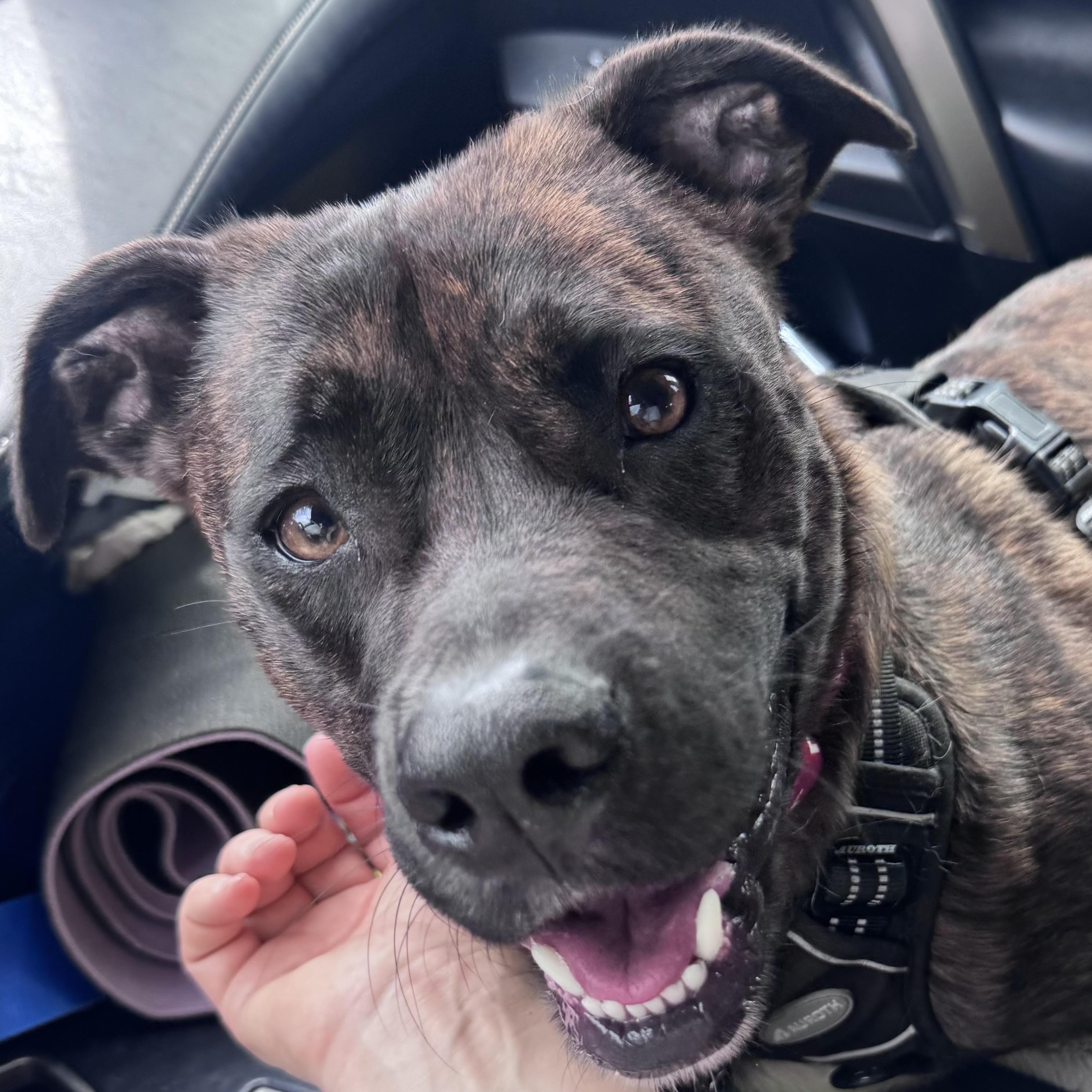 Enlarge Comet, a ADOPTABLE mixed breed in Water Valley, MS image 3/6