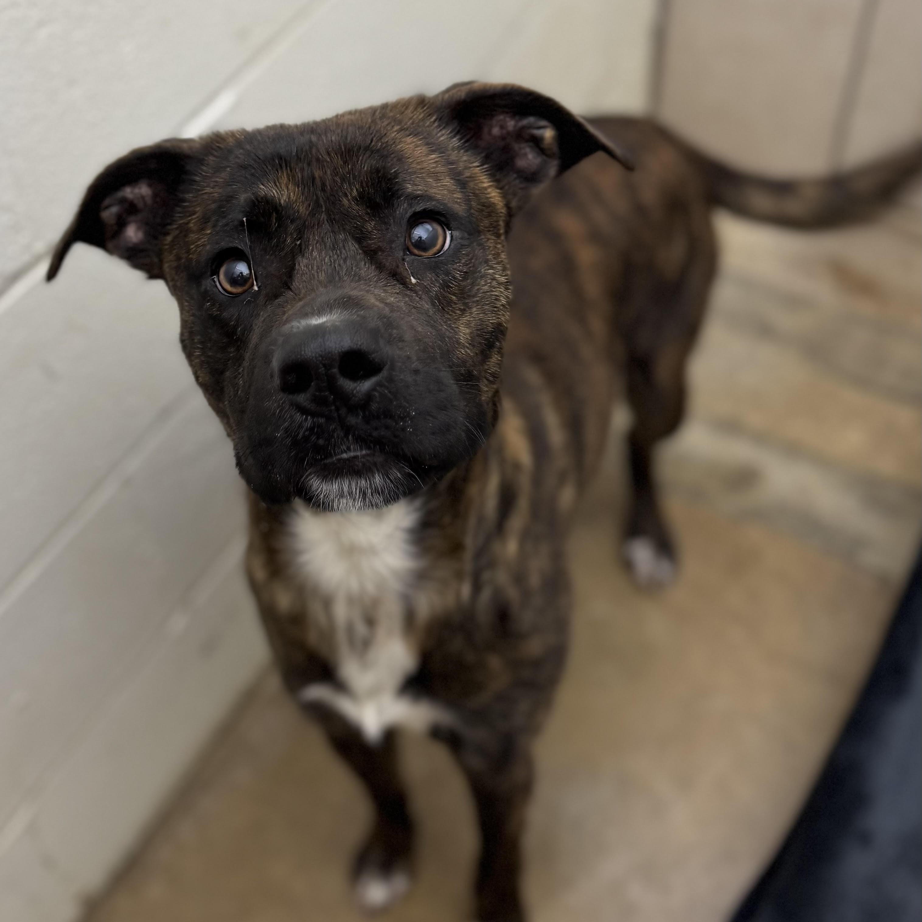 Enlarge Comet, a ADOPTABLE mixed breed in Water Valley, MS image 4/4