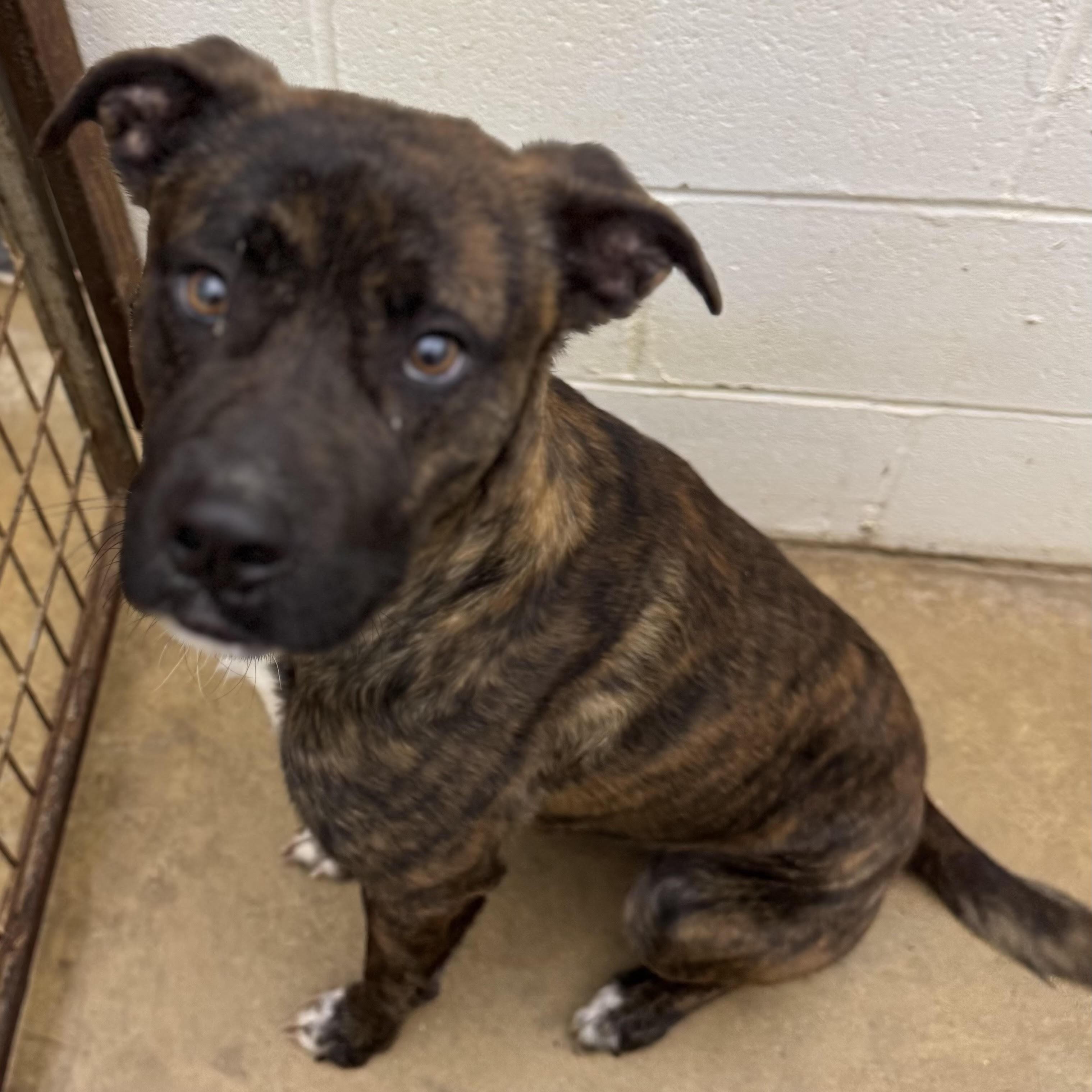 Enlarge Comet, a ADOPTABLE mixed breed in Water Valley, MS image 3/4