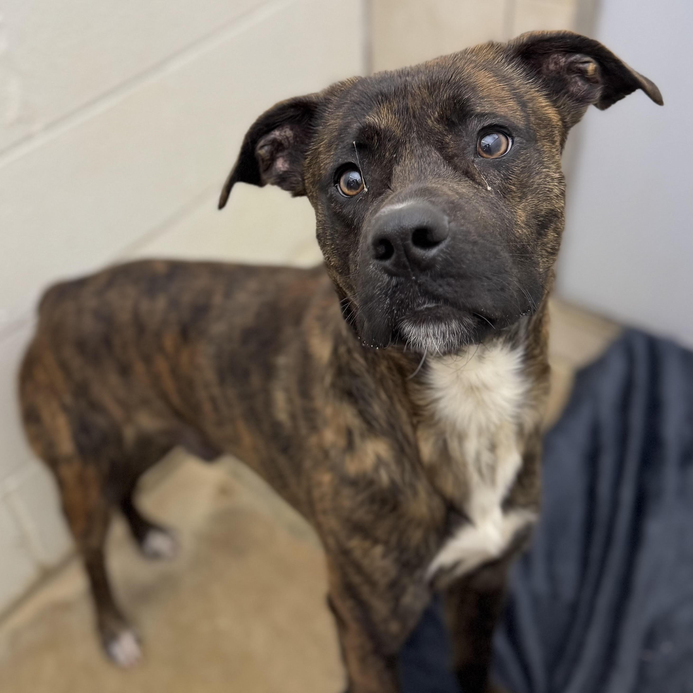 Enlarge Comet, a ADOPTABLE mixed breed in Water Valley, MS image 2/4