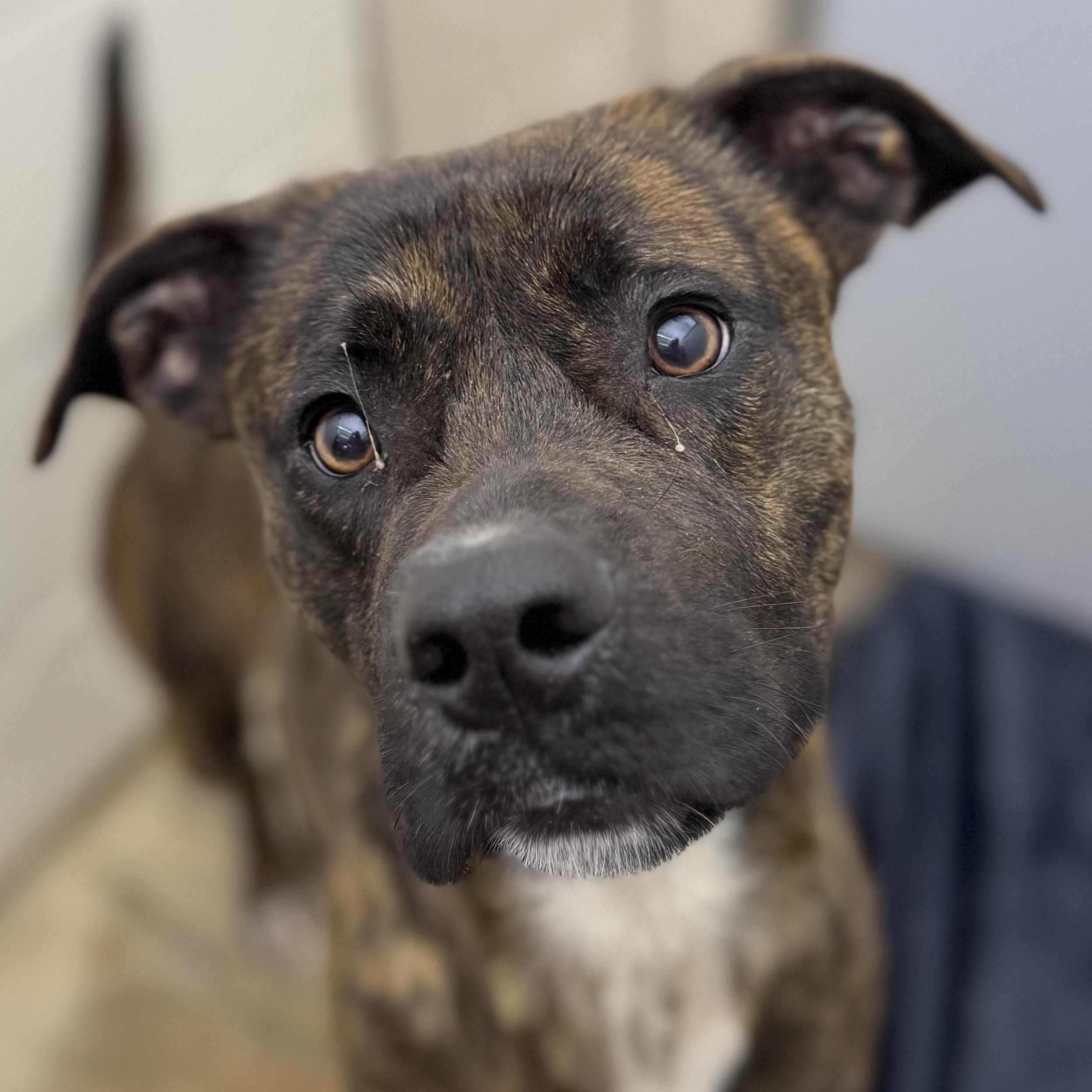 Enlarge Comet, a ADOPTABLE mixed breed in Water Valley, MS image 1/4