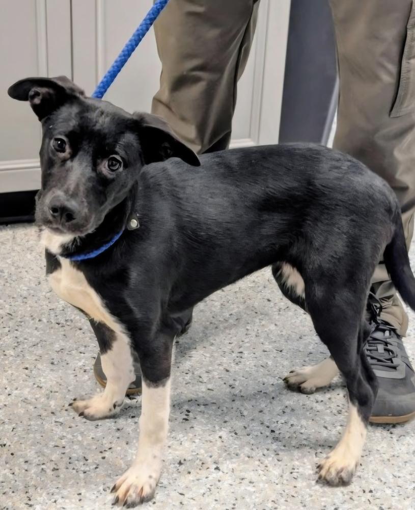 Magpie, Adoptable, Young Female Mixed Breed.