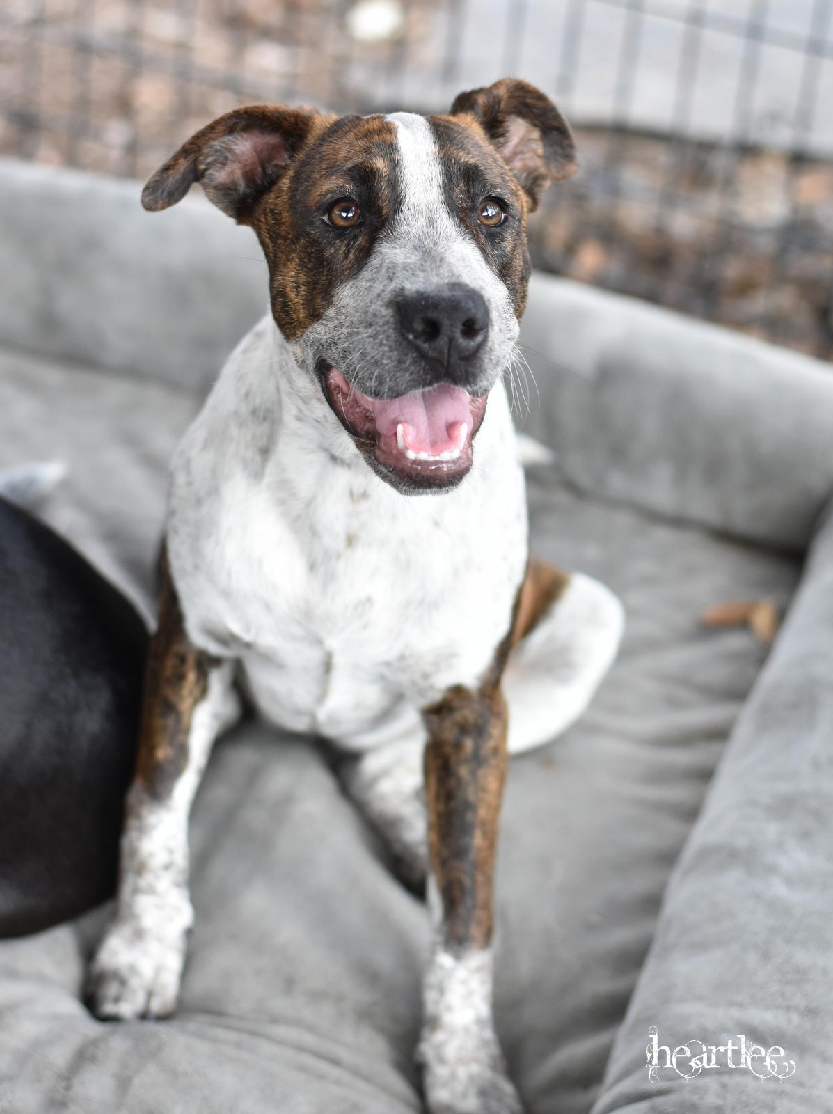 Heartlee — thumbnail 4