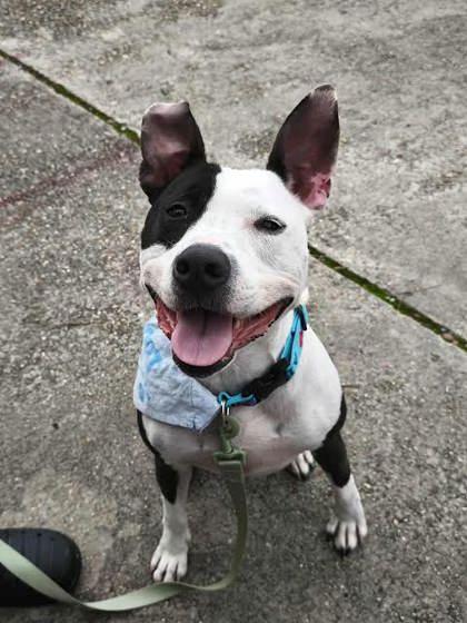 Enlarge Luna (157910) (In a Foster Home), an adopted mixed breed in Baton Rouge, LA image 6/6