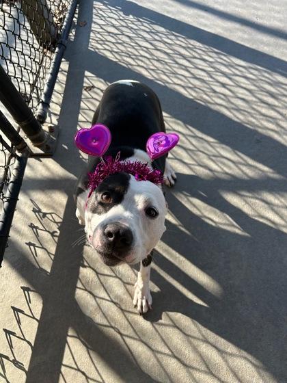 Enlarge Luna (157910) (In a Foster Home), an adopted mixed breed in Baton Rouge, LA image 5/6