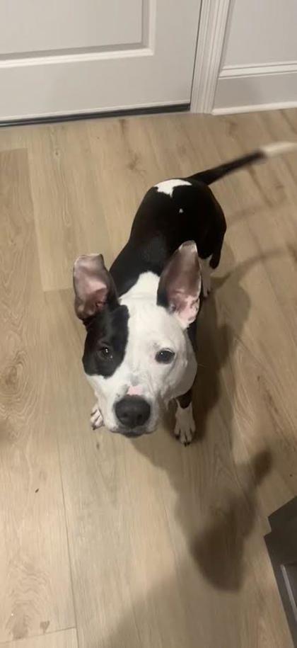 Enlarge Luna (157910) (In a Foster Home), an adopted mixed breed in Baton Rouge, LA image 2/6