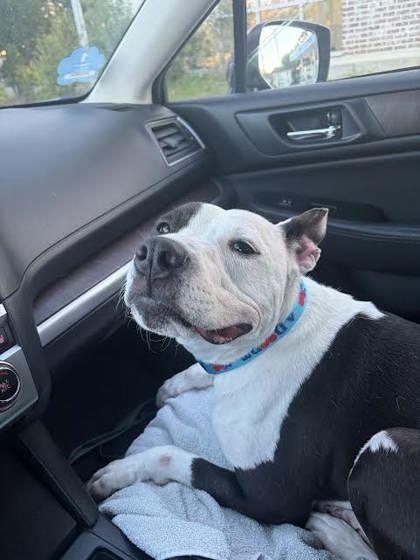 Enlarge Luna (157910) (In a Foster Home), an adopted mixed breed in Baton Rouge, LA image 4/6