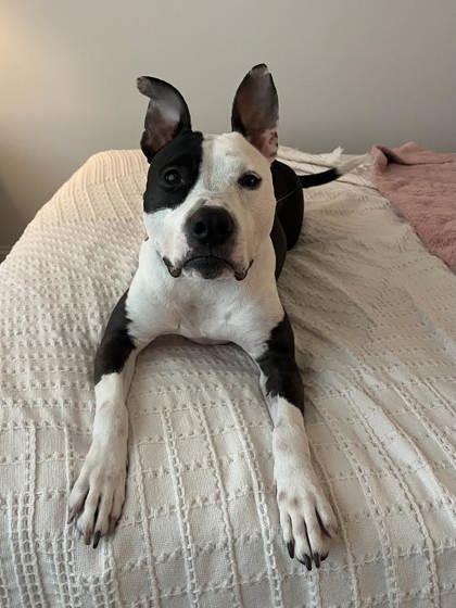 Enlarge Luna (157910) (In a Foster Home), an adopted mixed breed in Baton Rouge, LA image 1/6