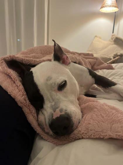 Enlarge Luna (157910) (In a Foster Home), an adopted mixed breed in Baton Rouge, LA image 3/6