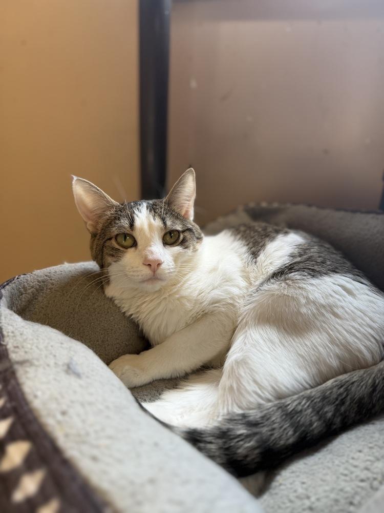 Robin, Adoptable, Kitten Female Domestic Short Hair.