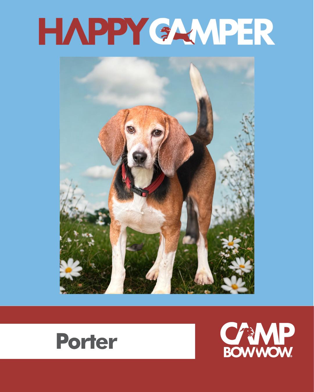 Enlarge Porter, an adopted Beagle in Grayslake, IL image 1/1