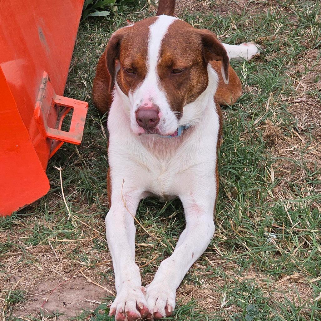 Melody, Adoptable, Young Female Cattle Dog & Coonhound.