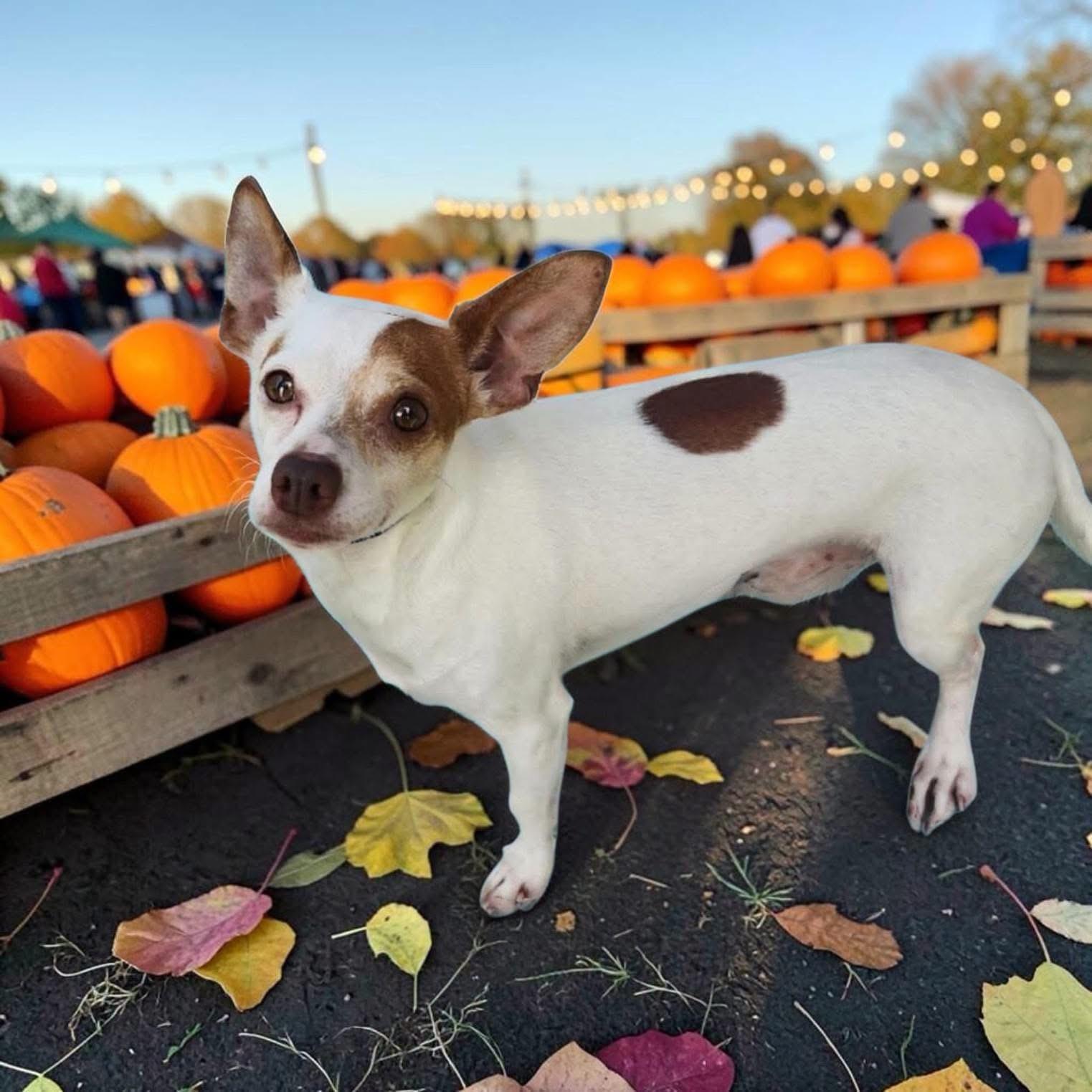 Miko, Adoptable, Adult Male Chihuahua.