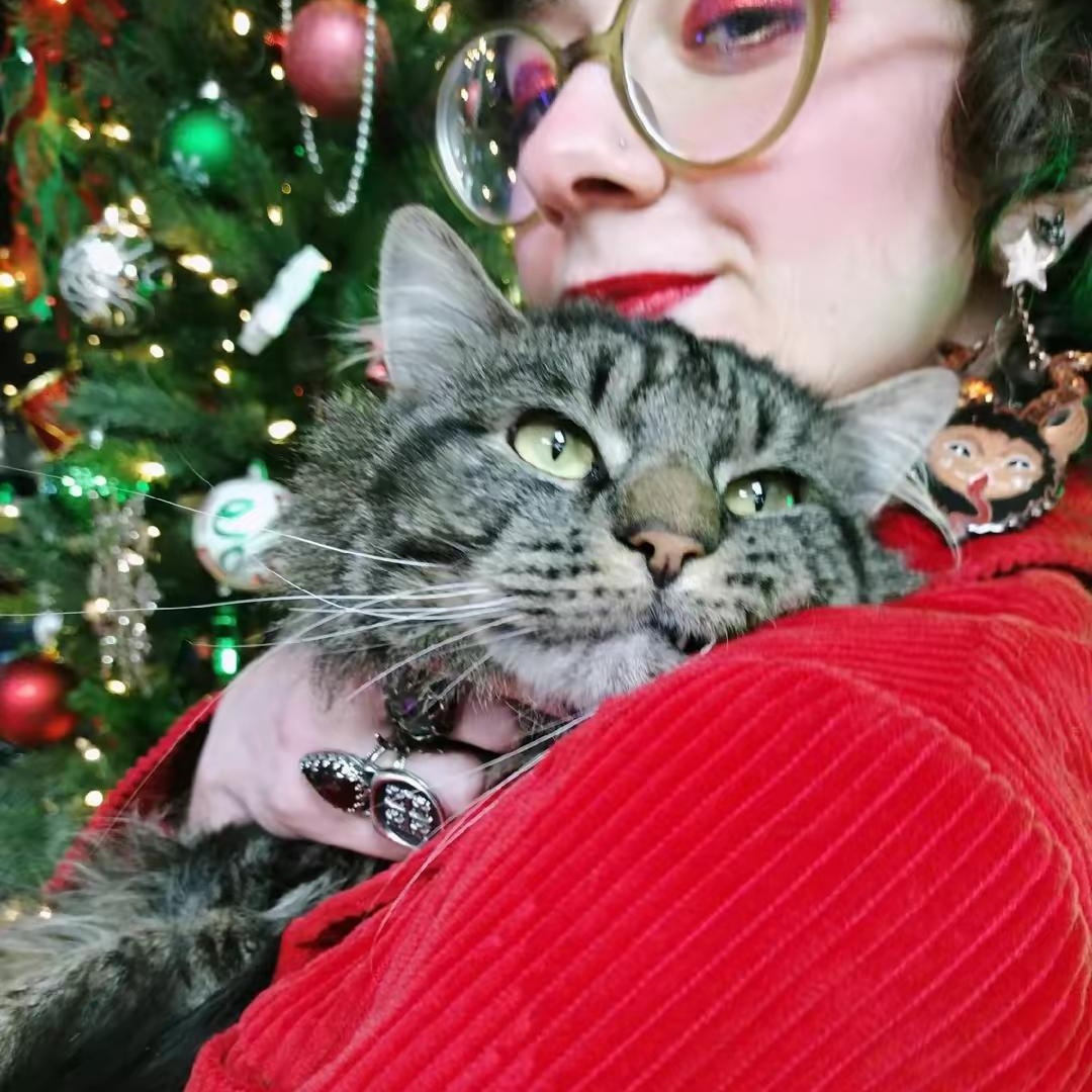 Enlarge Kuzya, a ADOPTABLE Domestic Long Hair in Brooklyn, NY image 1/3