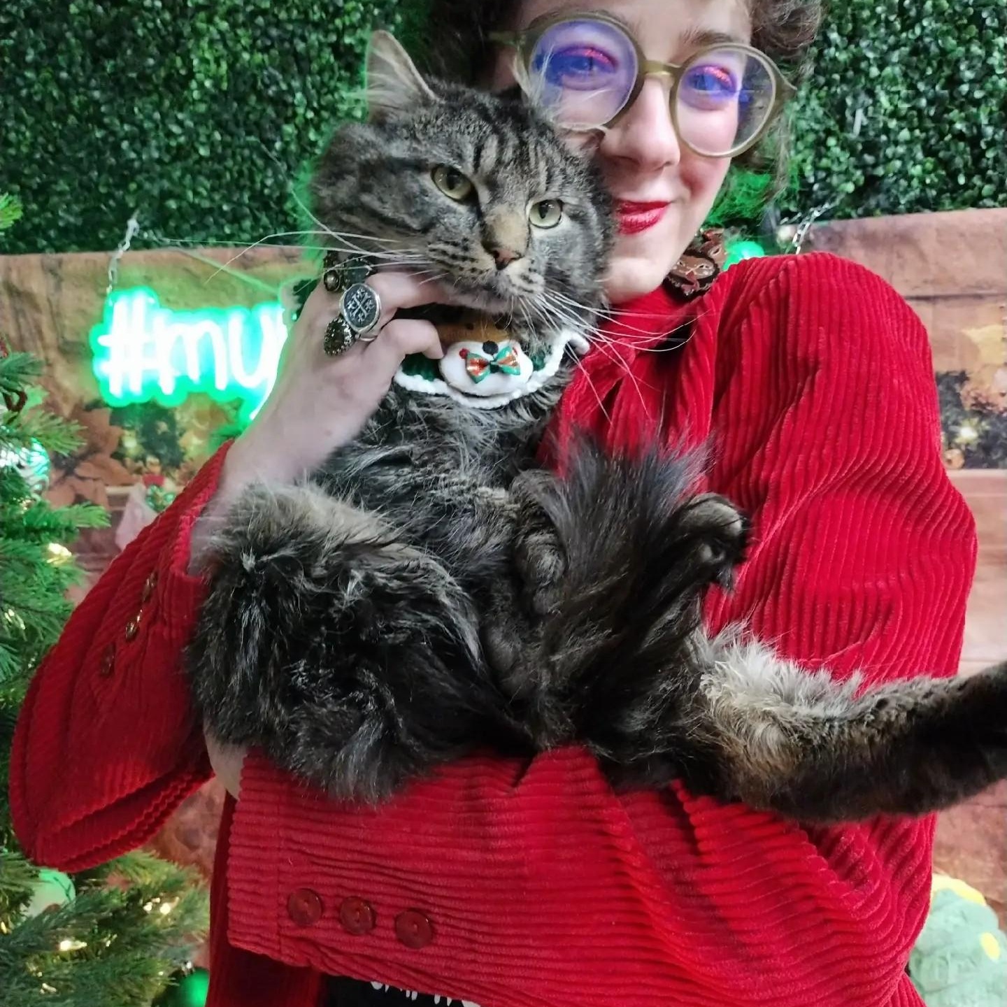 Enlarge Kuzya, a ADOPTABLE Domestic Long Hair in Brooklyn, NY image 3/3