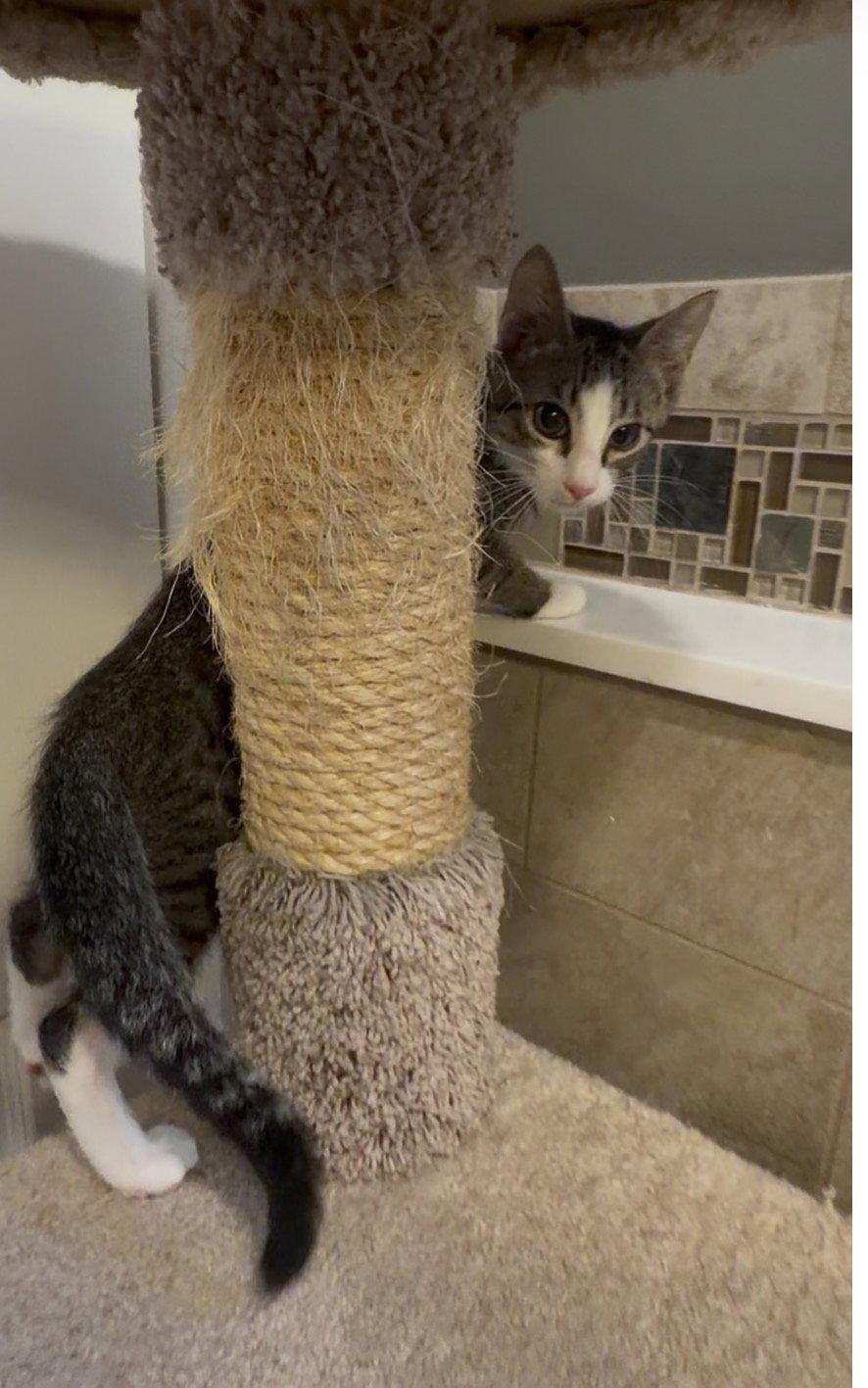 Troy, Adoptable, Kitten Male Domestic Short Hair & Tabby.