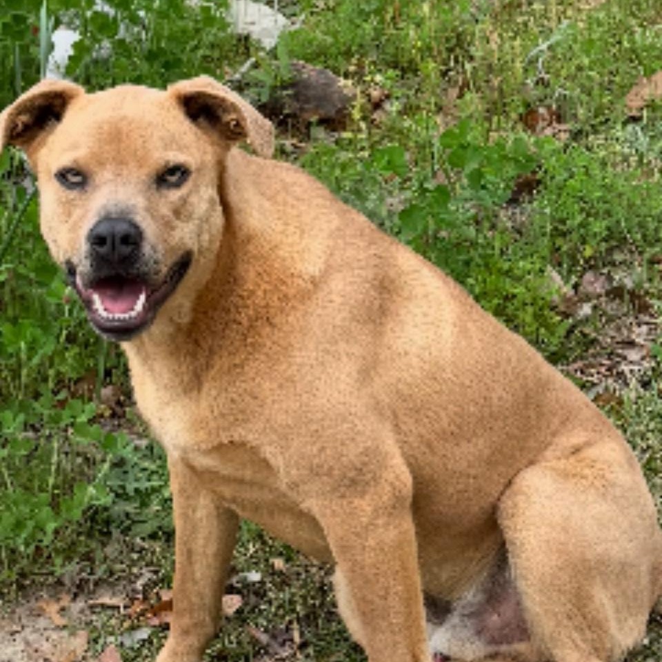 Toby, a Adoptable mixed breed in Frederick , MD image 2/3