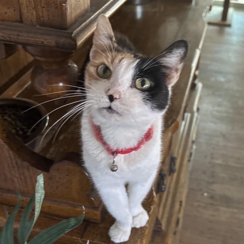 Callie, a Adoptable Domestic Short Hair in Dallas, TX image 1/5