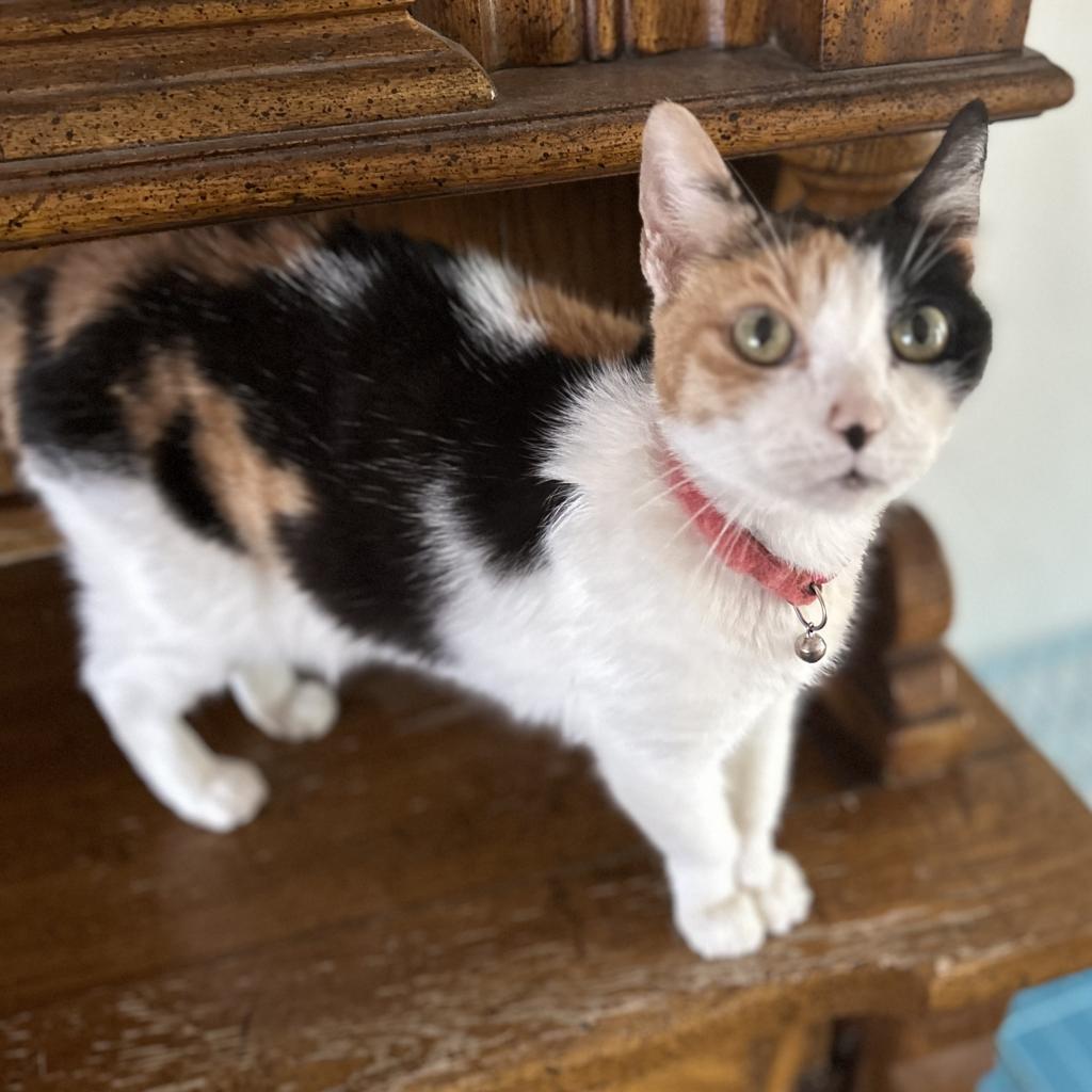 Callie, a Adoptable Domestic Short Hair in Dallas, TX image 2/5