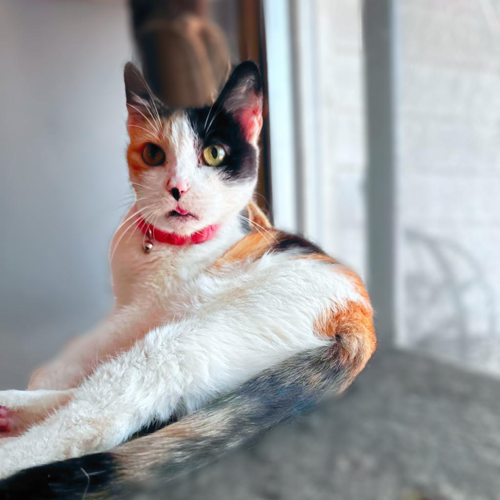 Callie, a Adoptable Domestic Short Hair in Dallas, TX image 3/5