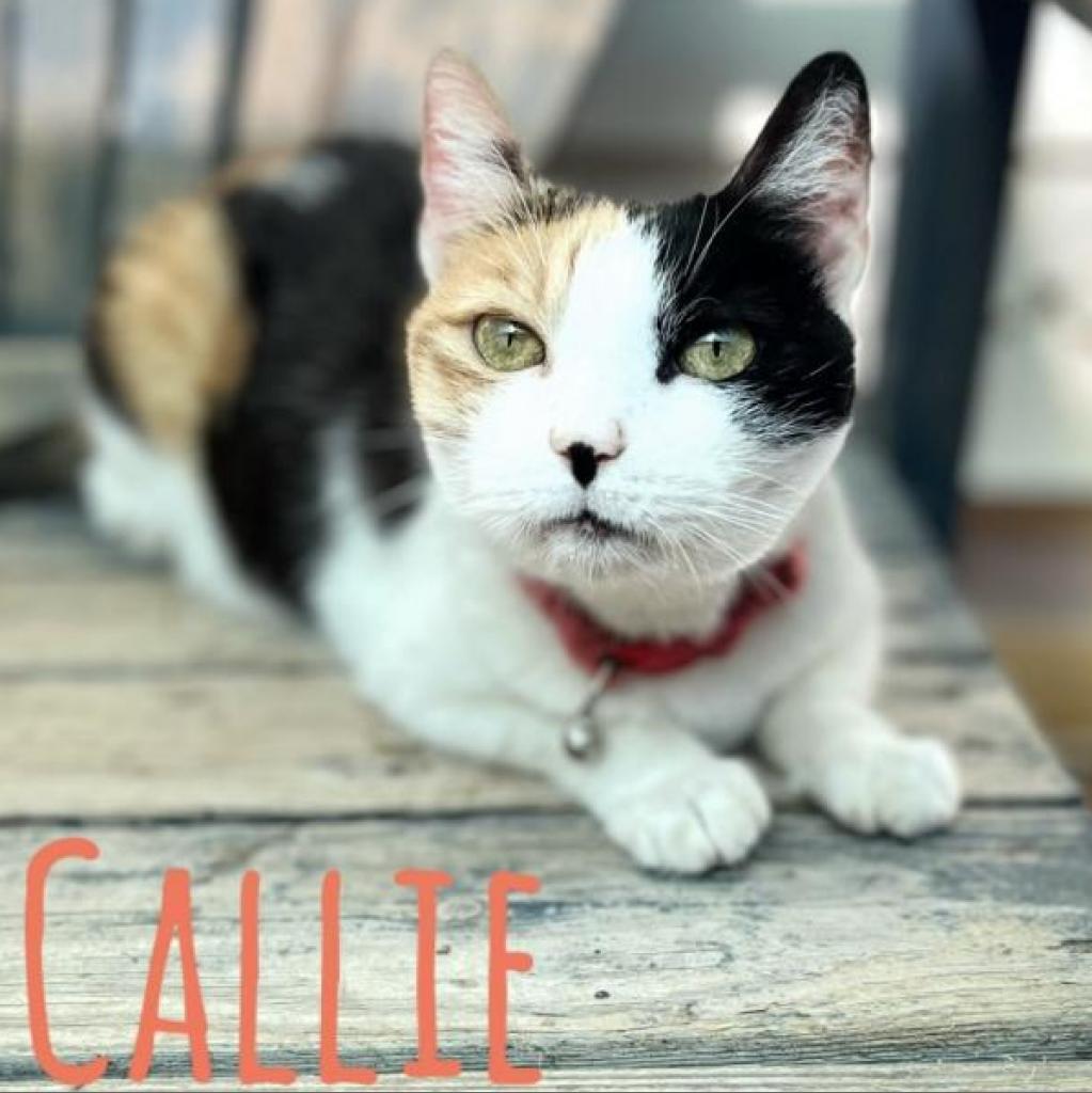 Callie, a Adoptable Domestic Short Hair in Dallas, TX image 4/5