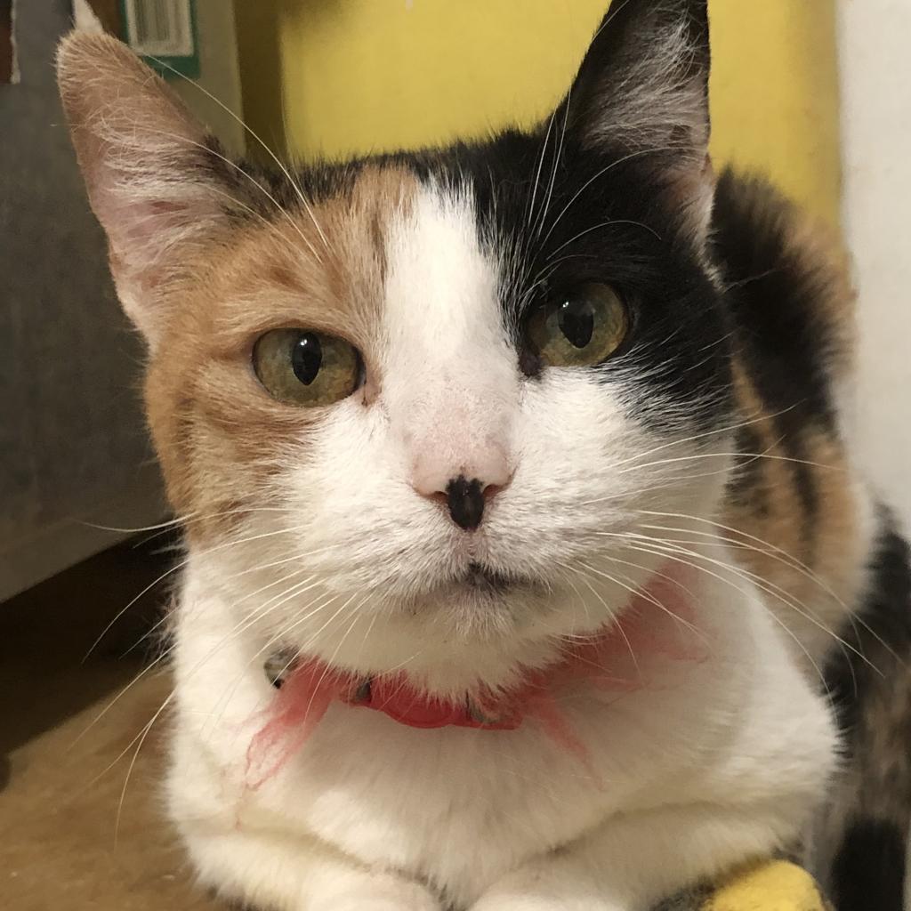 Callie, a Adoptable Domestic Short Hair in Dallas, TX image 5/5