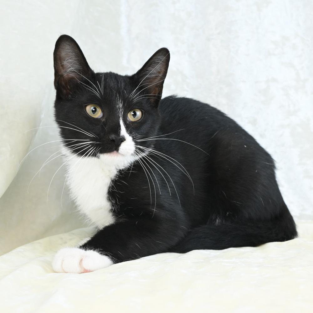 Lefty, Adoptable, Young Male Domestic Short Hair.