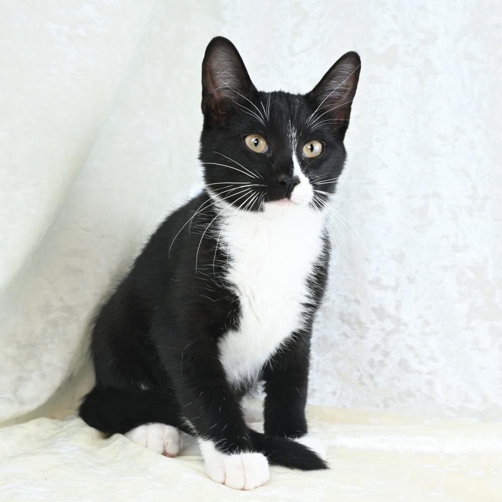 Enlarge Lefty, a Adoptable Domestic Short Hair in Mobile, AL image 2/6