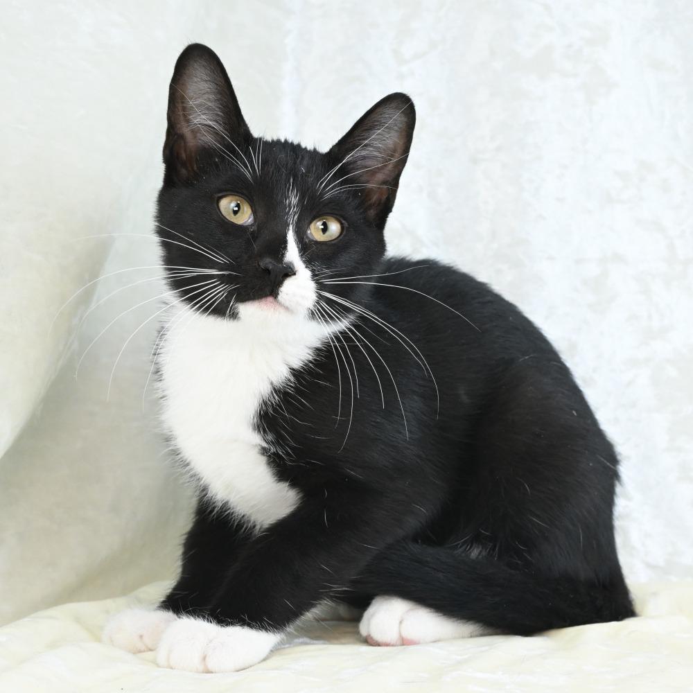 Enlarge Lefty, a Adoptable Domestic Short Hair in Mobile, AL image 3/6