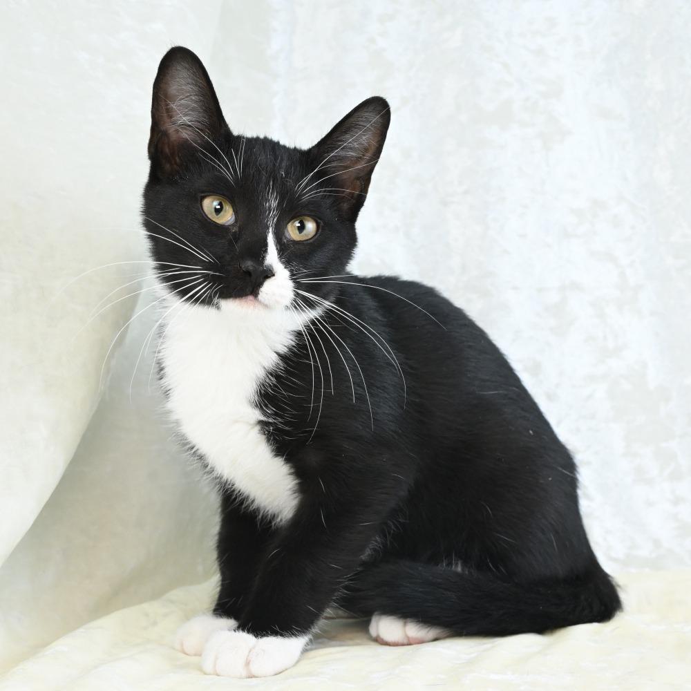 Enlarge Lefty, a Adoptable Domestic Short Hair in Mobile, AL image 4/6
