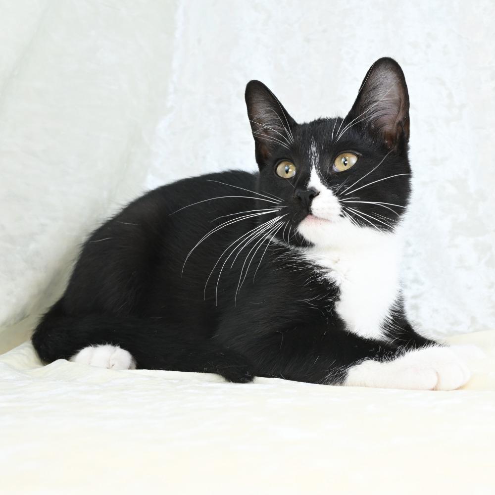 Enlarge Lefty, a Adoptable Domestic Short Hair in Mobile, AL image 5/6