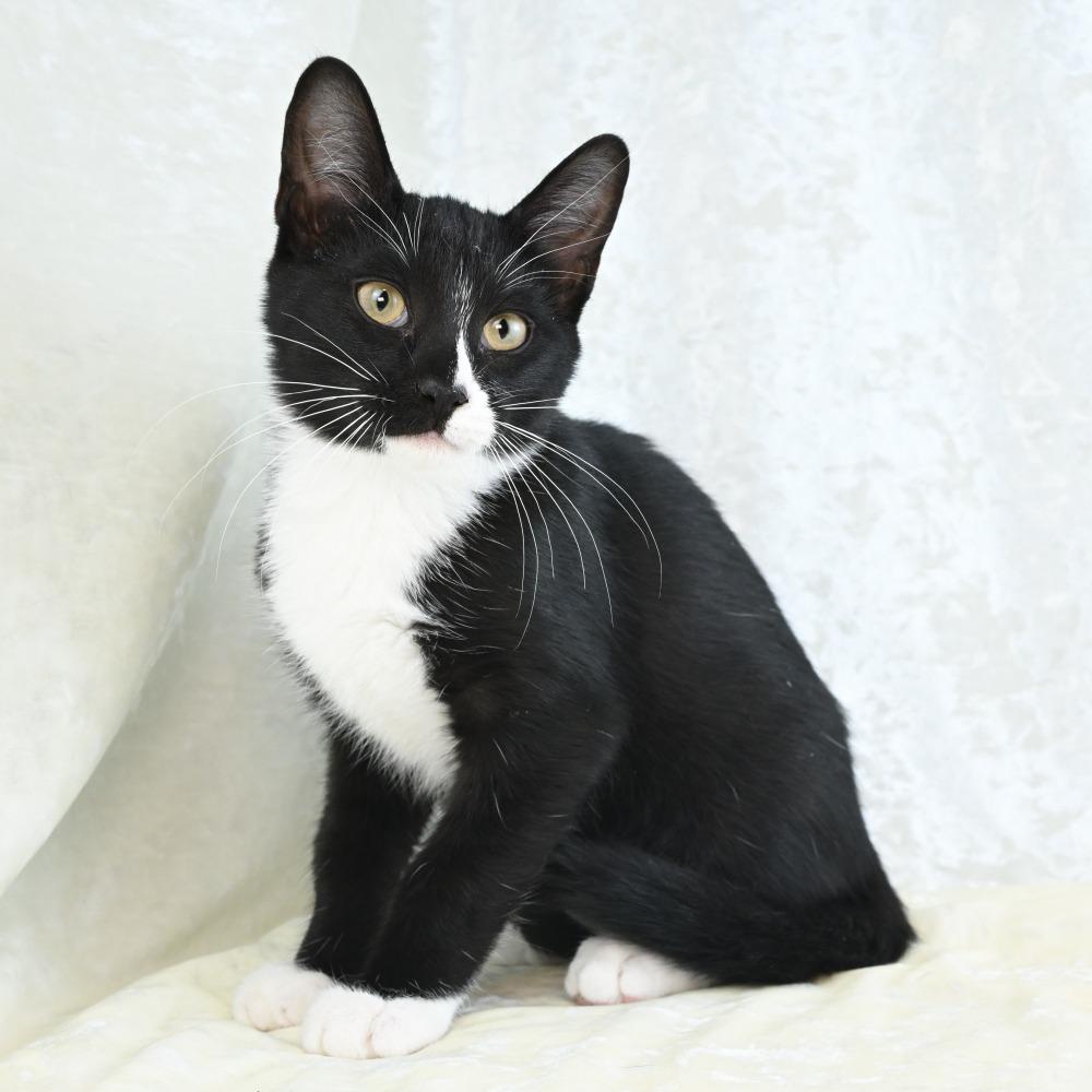 Enlarge Lefty, a Adoptable Domestic Short Hair in Mobile, AL image 6/6