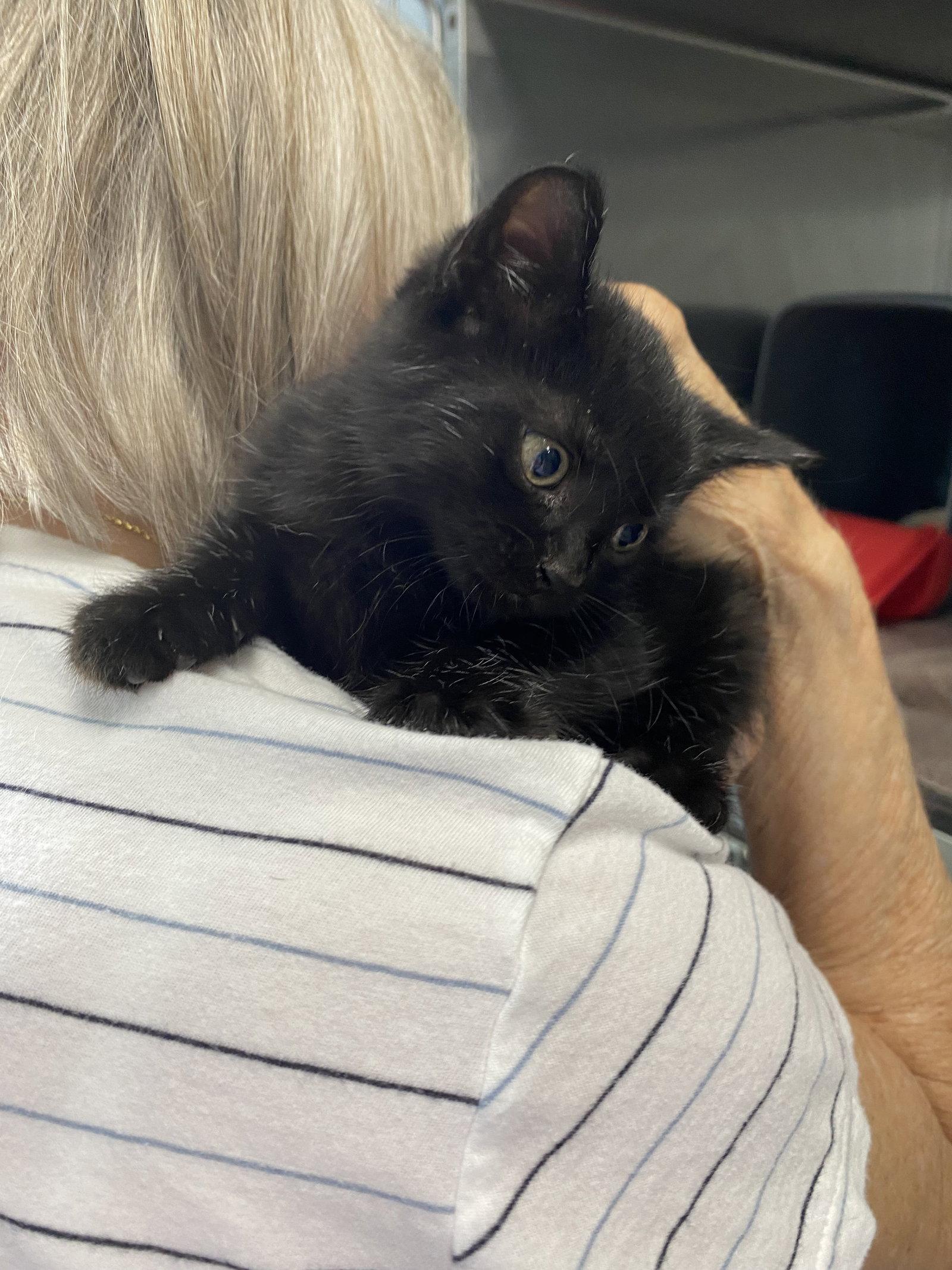 Enlarge Abbott - Not at the Shelter (Faith), a Adopted Domestic Short Hair in Rustburg, VA image 1/3