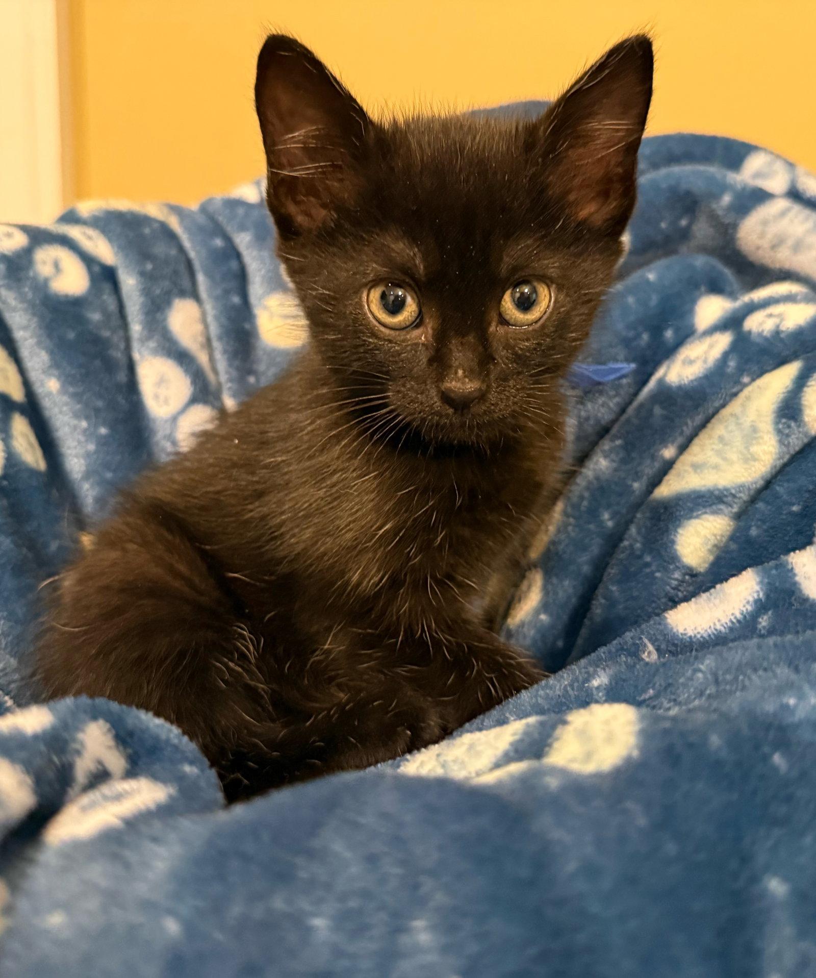 Enlarge Abbott - Not at the Shelter (Faith), a Adopted Domestic Short Hair in Rustburg, VA image 2/3