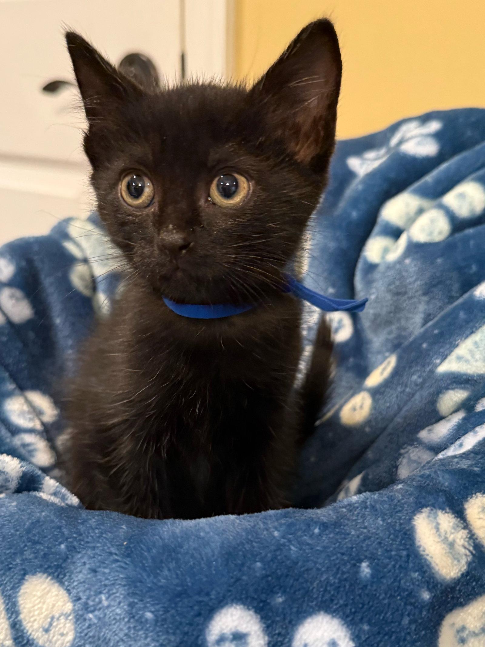Enlarge Abbott - Not at the Shelter (Faith), a Adopted Domestic Short Hair in Rustburg, VA image 3/3