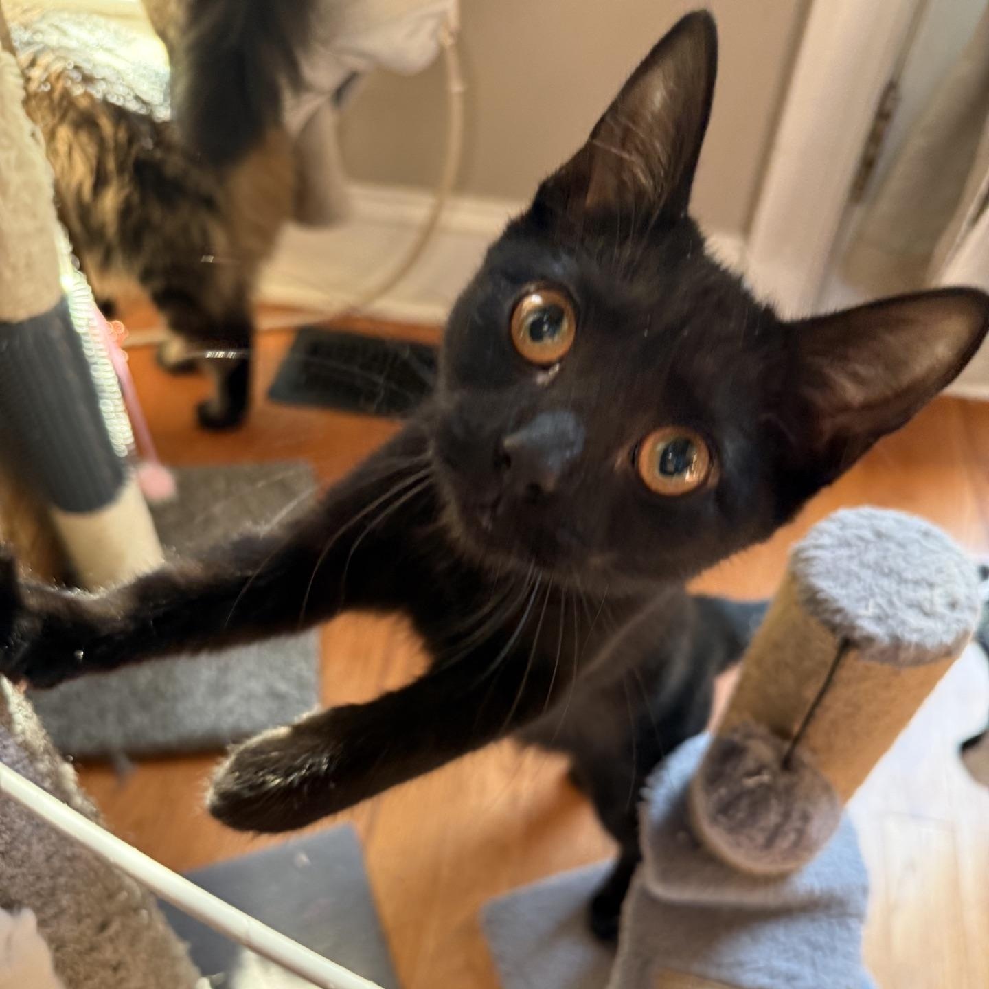 Enlarge Pocahontas...just around the riverbend lies her next big adventure, a Adoptable Domestic Short Hair in Murfreesboro, TN image 2/5