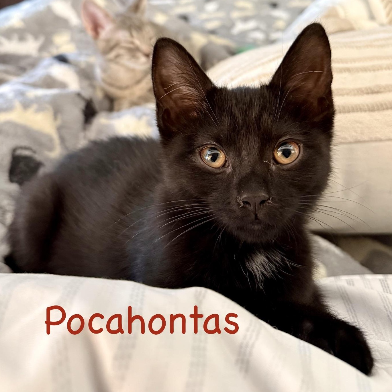 Enlarge Pocahontas...just around the riverbend lies her next big adventure, a Adoptable Domestic Short Hair in Murfreesboro, TN image 4/5