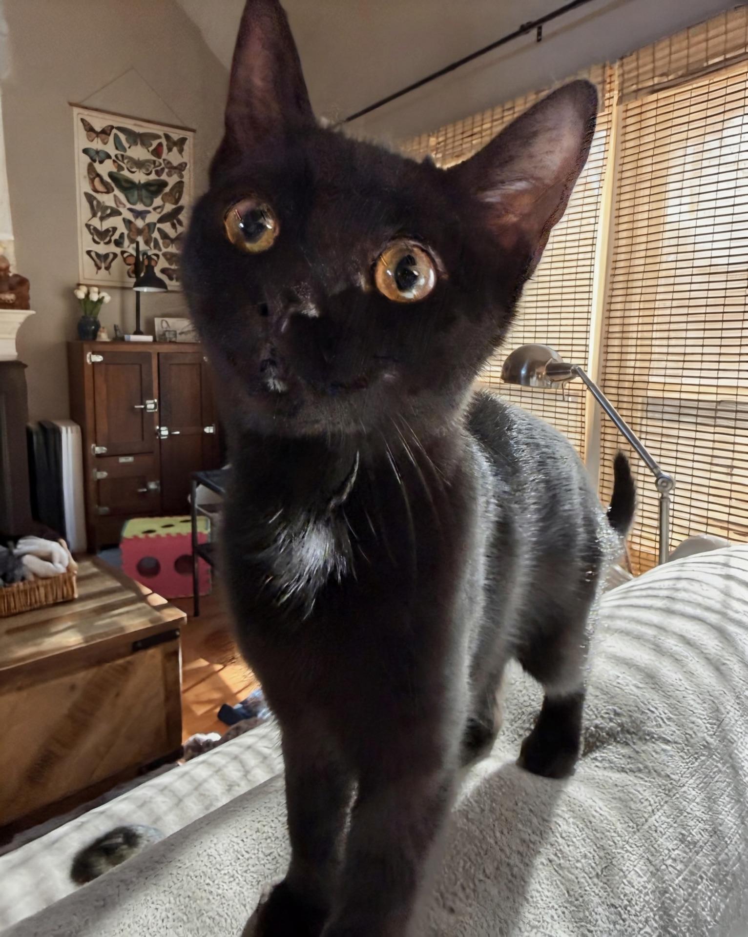 Enlarge Pocahontas...just around the riverbend lies her next big adventure, a Adoptable Domestic Short Hair in Murfreesboro, TN image 3/5
