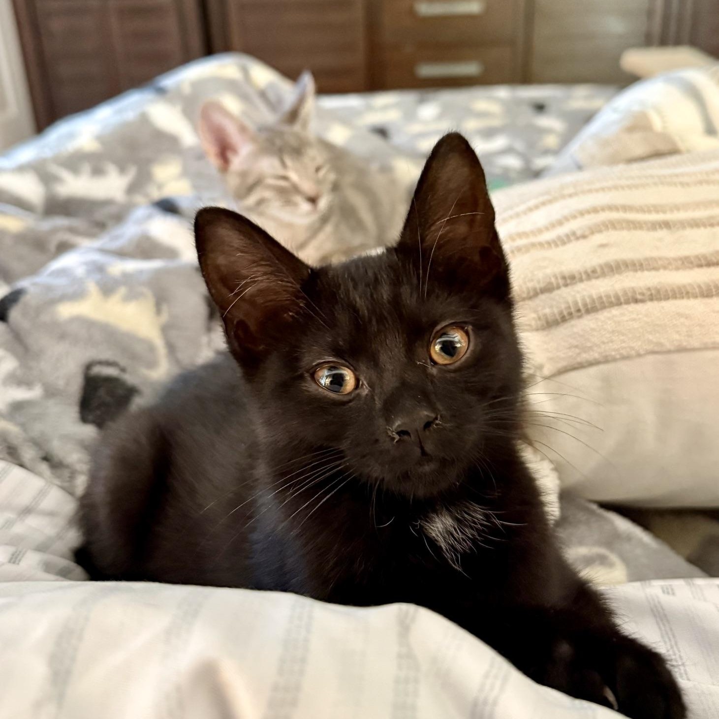 Enlarge Pocahontas...just around the riverbend lies her next big adventure, a Adoptable Domestic Short Hair in Murfreesboro, TN image 5/5