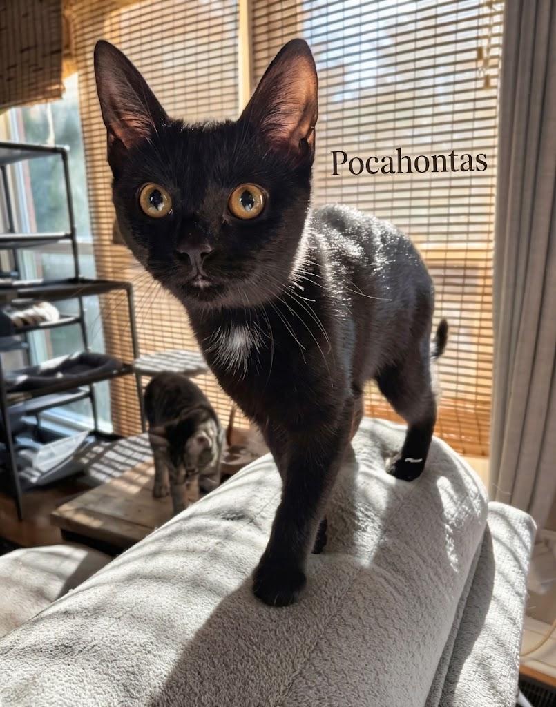 Enlarge Pocahontas...just around the riverbend lies her next big adventure, a Adoptable Domestic Short Hair in Murfreesboro, TN image 1/5