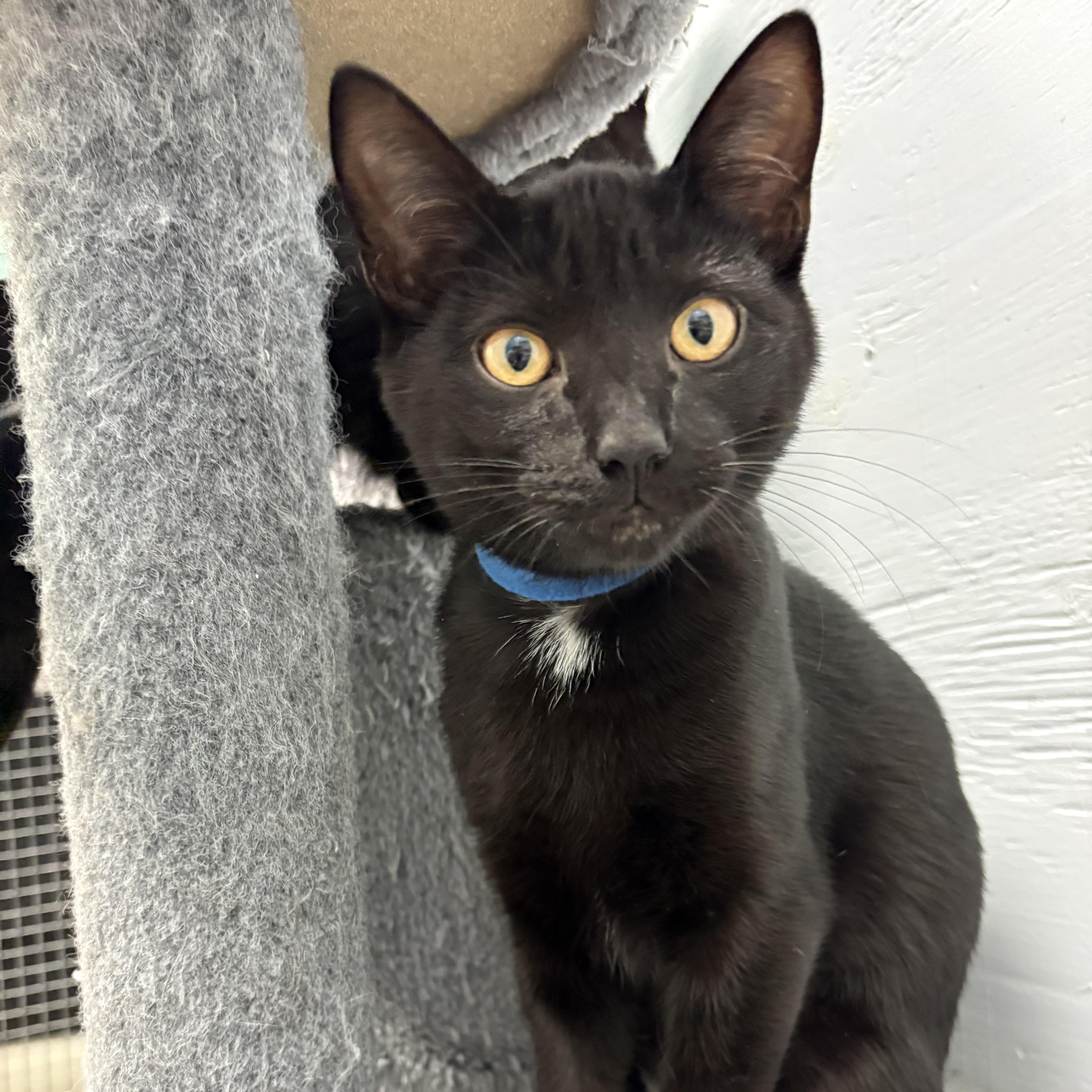 Enlarge Zephyr , a Adoptable Domestic Short Hair in Mission, BC image 1/3