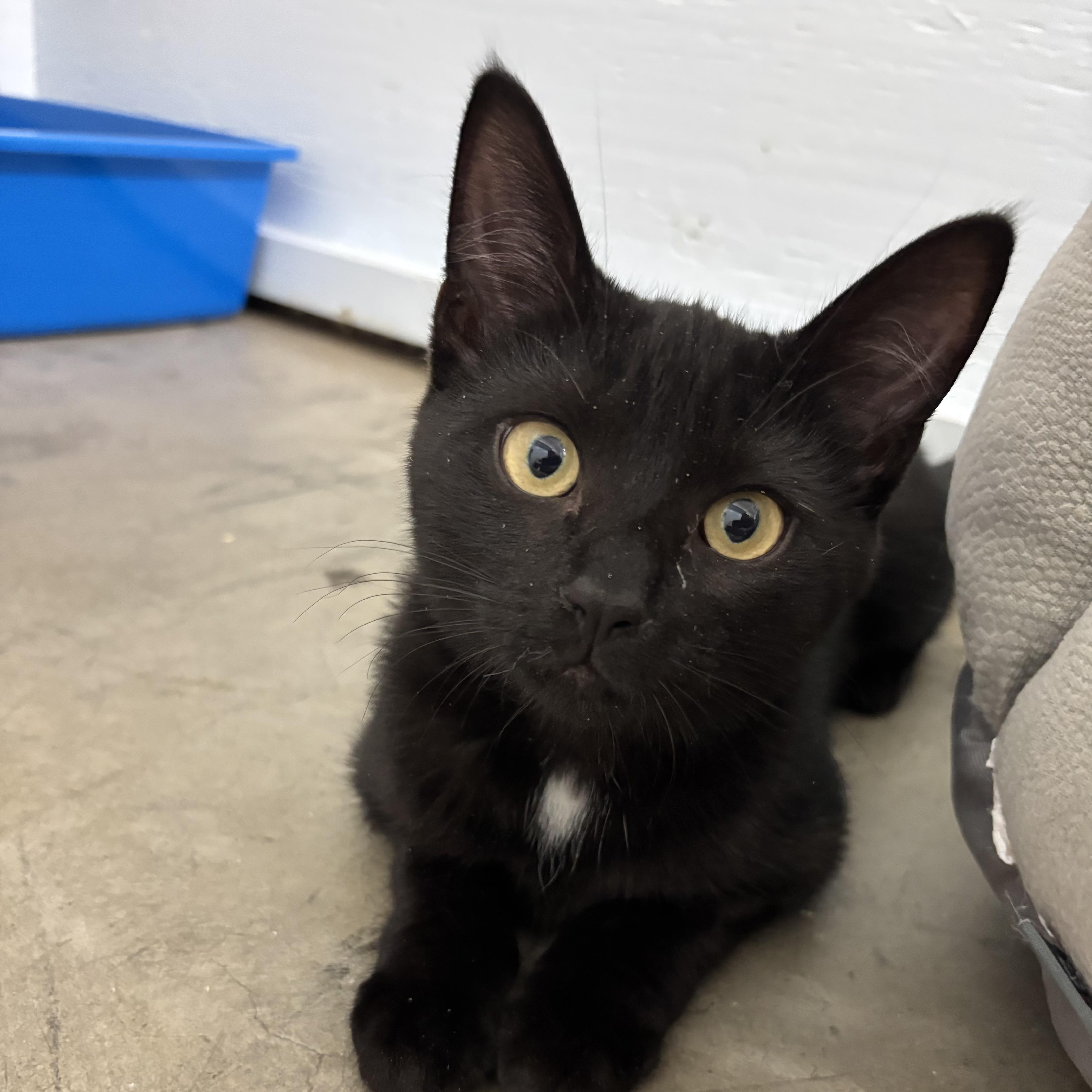 Enlarge Zephyr , a Adoptable Domestic Short Hair in Mission, BC image 2/3